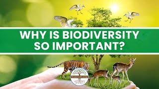 WHAT IS BIODIVERSITY IMPORTANCE OF BIODIVERSITY jhwconcepts711 [upl. by Oirasan]