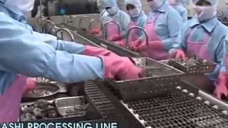 Shrimp Nobashi Processing Line [upl. by Hasina]