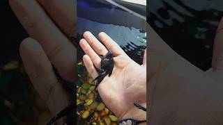 Jet Black Gold Fish  shortvideo kachua goldfish turtle pets [upl. by Zere]