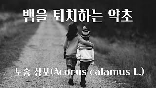 뱀을 물리치는 약초 토종 식물 창포Acorus calamus L 진드기 모기 기피용 천연비누 샴푸 미스트 담금주나 차 만드는 재료 [upl. by Brill]