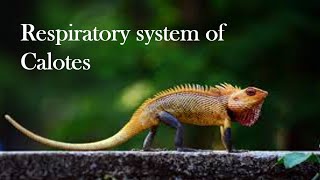 Respiratory system of Calotes [upl. by Whittaker]