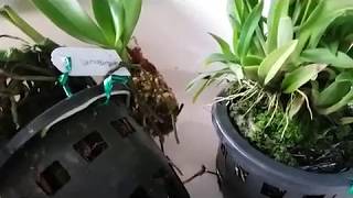 Orchid unboxing  Trichocentrum lanceanum Oncidium lanceanum  Oncidium yellow twinkle [upl. by Lagiba]