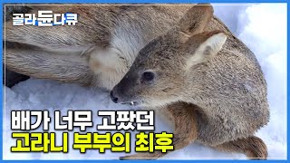 폭설로 먹이를 구하지 못해 배가 너무 고팠던 고라니 부부의 최후│강원도 산골 야생동물의 겨울나기│하나뿐인 지구│골라듄다큐 [upl. by Rempe]