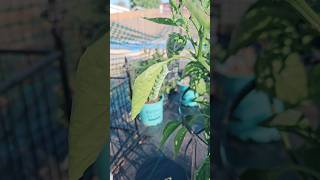 Tomato Hornworm on Jalapeno Plant  Hornworms in Garden gardening pests [upl. by Junno]