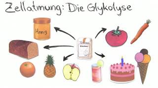 GLYKOLYSE  BEDEUTUNG UND BILANZ  Biologie  Stoffwechselbiologie [upl. by Bracci]