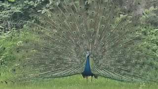 Peacock Dance Live  Peacocks Dancing Feathers HD amp Bird Sound peacockdancepeacock मोर नृत्य [upl. by Spear]