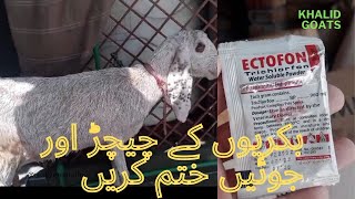 Bakro k chichar or jue khatam krne ka tarika  how to remove  ticks amp lice from goats [upl. by Nyvek]