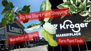 Big Box Store Plant Shopping Grocery Store Plants Compilation Marathon Shopping for Houseplants [upl. by Karel]