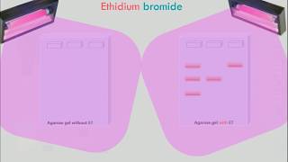 Agarose Gel Electrophoresis Animation [upl. by Marten]