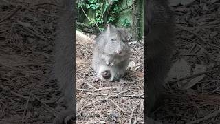 Long nosed potoroo with baby joey in pouch longnosedpotoroo potoroo joey [upl. by Nnov]