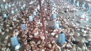 Cost effective poultry business in Nigeria [upl. by Aiotal]