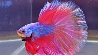 The International Betta Competition  magnificent fighting fish on show [upl. by Gnouc370]