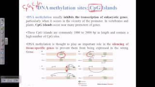 CpG islands [upl. by Windham]