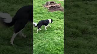 Egg thief on the homestead Eggthief thief bordercollie [upl. by Kcorb439]