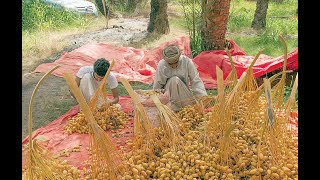 Date harvesting season begins in Oman [upl. by Arbed222]