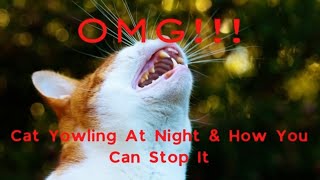 Why Does My Cat Yowl At Night  How To Stop It [upl. by Eldred375]