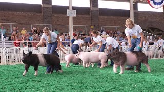 FFA Market Swine – Fair 2022 [upl. by Aihppa720]