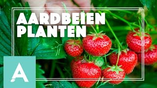 Aardbeien planten  Grow Cook Eat 15 [upl. by Emalee]