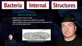 Bacteria Internal Structures [upl. by Reggis476]