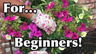 How To Keep Your Petunias Full And Flowering  Pruning Petunias For Beginners [upl. by Jahdal]