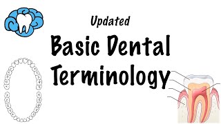 Basic Dental Terminology  UPDATED [upl. by Seely]