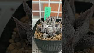 ハオルチア モンロー 大銀絵巻 タランチュラ haworthia [upl. by Bore]