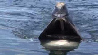 A Close Look Skim Feeding Right Whales [upl. by Ettevi]