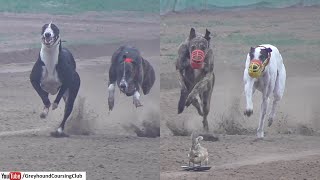 Dog track racing 2024  Greyhound dog race in Pakistan  racing sports [upl. by Layney557]