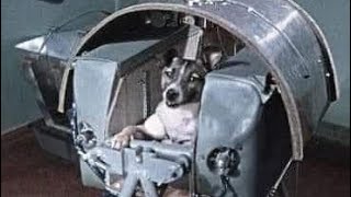 Laika la perra ASTRONAUTA que murió en el espacio [upl. by Alleunam5]