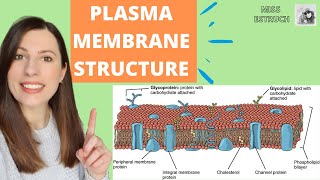 PLASMA MEMBRANE structure and function Phospholipid bilayer for Alevel Biology Fluidmosaic model [upl. by Jahdai]