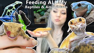 Feeding ALL My Reptiles amp Amphibians [upl. by Georgeta]