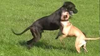 Bullmastiff gegen Deutsche Dogge  Bullmastiff vs Great Dane [upl. by Fiore]