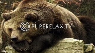 Nature Videos  Forest Sounds Bears Birds Harmony  ANIMALS IN THE FOREST [upl. by Lisle]