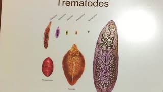 Trematodes [upl. by Leander]