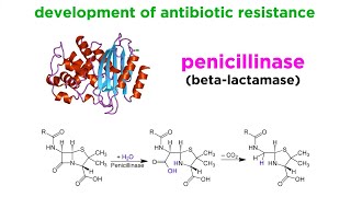 MethicillinResistant Staphylococcus aureus MRSA [upl. by Drice]