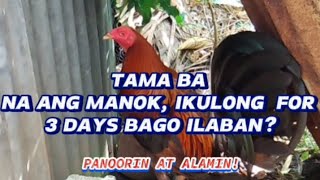 TAMA BA NA ANG MANOK IKULONG FOR 3 DAYS BAGO ILABAN [upl. by Leugim650]