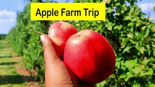 APPLE Farm  Apple PICKING  Apple Orchard  Toronto Canada [upl. by Ahsoet]