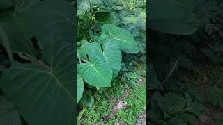 Colocasia esculenta  Araceae [upl. by Eednus]