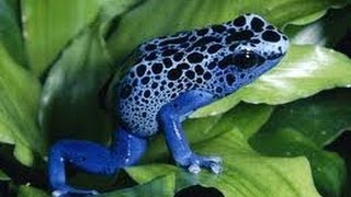 Blue Poison Dart Frogs Mating Ultra Rare [upl. by Olds467]