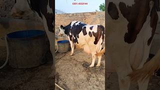 jarsi farizan cow for sale apnapunjabtv [upl. by Naret]