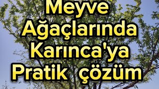 MEYVE AĞAÇLARINDA KARINCAYA PRATİK ÇÖZÜM 1 [upl. by Ieluuk]