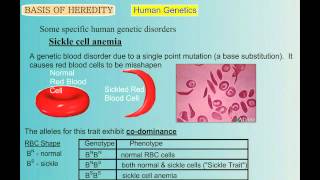 Genetics Part 5 Human Genetic Disorders [upl. by Inaliel]