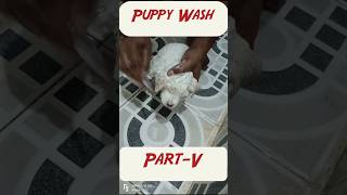 bathing the dog puppy wash shorts 🐕 BHARATCAPF [upl. by Nitsuga]