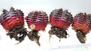 Degrafted Cactus Rooting [upl. by Aihsekat]