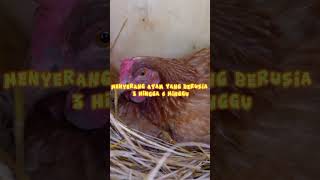 ⚠️ Waspada Penyakit Berak Darah pada Ayam Usia 36 Minggu ⚠️ [upl. by Charlet958]