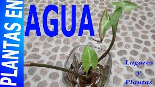 Plantas De Interior Cultivadas En Agua Syngonium  Lugares Y Plantas [upl. by Wentworth131]