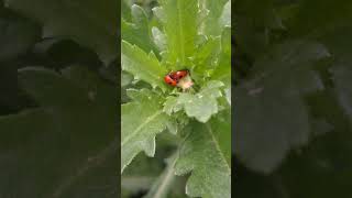 Ladybirds on oxeye daisy [upl. by Ynavoj]