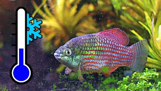 Top 10 Frosty Fish for a Cool Water Aquarium ❄️ [upl. by Fleming]