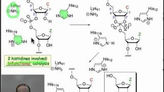 Enzymatic Hydrolysis of Phosphodiesters [upl. by Jegger]