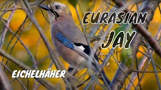 Eurasian Jay Call  Eichelhäher Ruf [upl. by Alliuqaj]